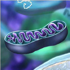 Mitochondria Critical